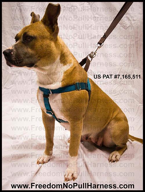 Freedom no pull harness review best sale